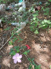 Hibiscus phoeniceus