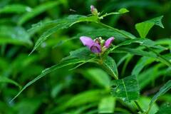 Chelone obliqua erwiniae