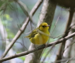 Setophaga citrina