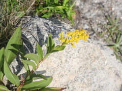 Solidago sempervirens