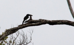 Pteroglossus inscriptus