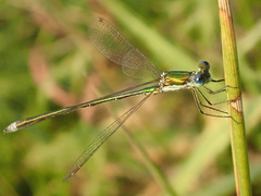 Lestes virens vestalis