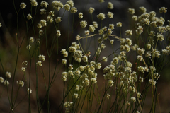 Eriogonum nudum
