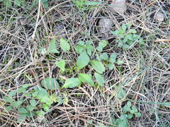 Veronica officinalis
