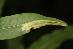 Mompha raschkiella