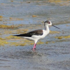 Himantopus himantopus