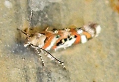 Aristotelia elegantella