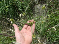 Cyperus dipsaceus