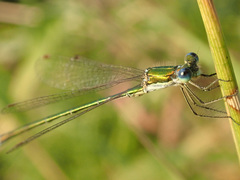 Lestes virens vestalis