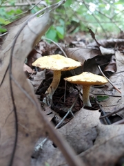 Suillus americanus