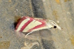 Microtheoris vibicalis