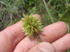 Cyperus dipsaceus