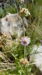 Malacothamnus densiflorus