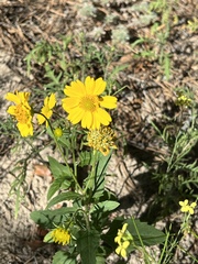 Verbesina encelioides