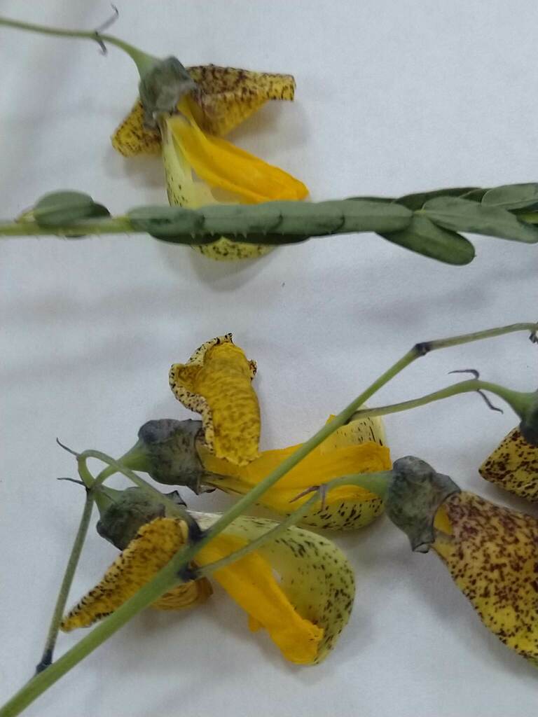 Sesbania macrantha