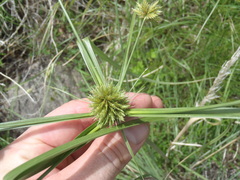 Cyperus dipsaceus