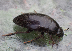 Hydrophilus ovatus
