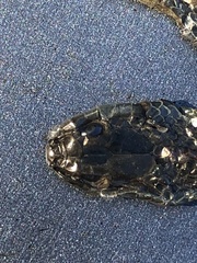 Thamnophis ordinoides