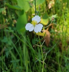 Sagittaria