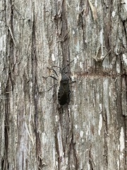 Anasa tristis