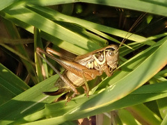 Roeseliana roeselii