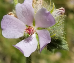 Malacothamnus densiflorus