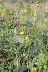 Helianthus grosseserratus
