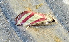 Microtheoris vibicalis