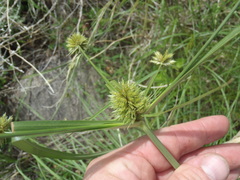 Cyperus dipsaceus