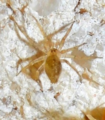 Oecobius