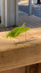 Amblycorypha oblongifolia
