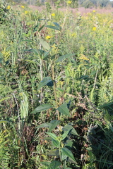 Helianthus grosseserratus