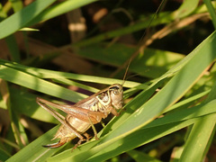 Roeseliana roeselii
