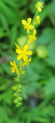 Agrimonia eupatoria