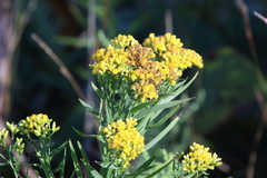 Euthamia gymnospermoides