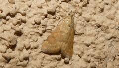 Achyra rantalis
