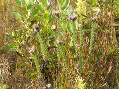 Leucospermum truncatulum