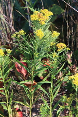Euthamia gymnospermoides