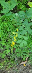 Agrimonia eupatoria