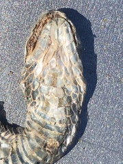 Thamnophis ordinoides