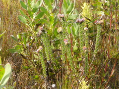 Leucospermum truncatulum