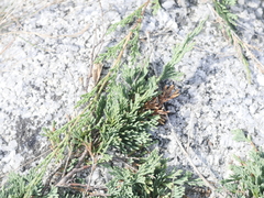 Juniperus horizontalis