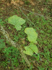 Menispermum canadense