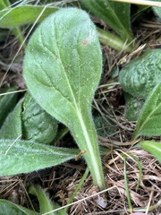 Erigeron pulchellus