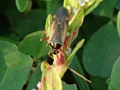 Adelphocoris seticornis