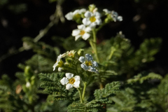 Chamaebatia foliolosa