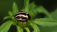 Doryphorina