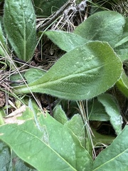 Erigeron pulchellus