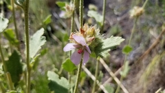 Malacothamnus densiflorus