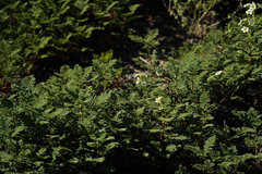 Chamaebatia foliolosa